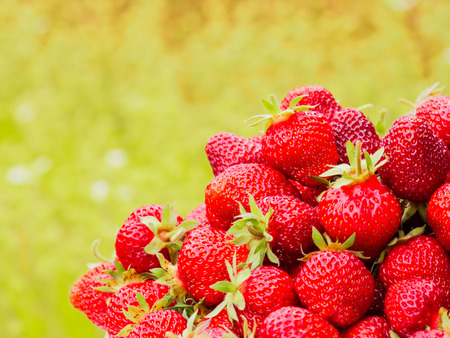 The harvest of the strawberry. Lots of red berries. Blurred green and yellow backgroundの写真素材