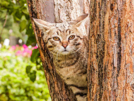 Gray striped kitten sitting on the tree trunk.