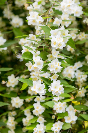 Chubushnik, or Jasmine garden bloom in the Park. Flowering Bush. White flowers on the tree.の写真素材