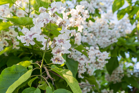Flowering tree Catalpa bignonioides. White flowers and green leaves on blurred background.の写真素材