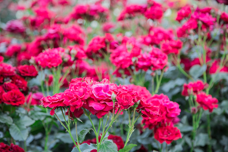 Blooming rose bushes. Bright beautiful flowers in the garden.の写真素材