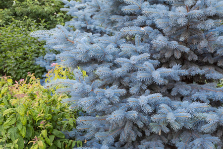 Blue spruce and green deciduous trees. A coniferous tree.の写真素材