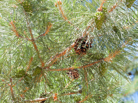 Needles and cones on the branches of a pine.の写真素材
