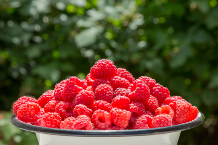 Harvest raspberries on blurred green background. Bright crimson berries.の写真素材