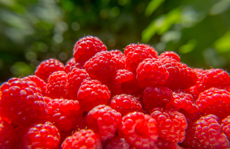 Harvest raspberries on blurred green background. Bright crimson berries.の写真素材