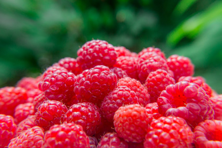 Harvest raspberries on blurred green background. Bright crimson berries.の写真素材