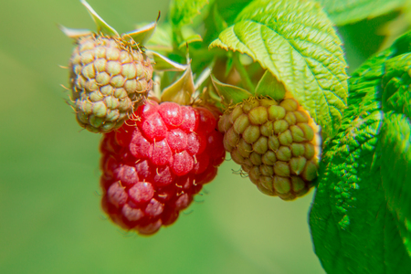 Raspberries on a branch. Summer day. Harvest.の写真素材