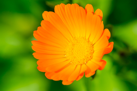 Calendula flower close up on blurred background. The orange flower. A medicinal herb.の写真素材