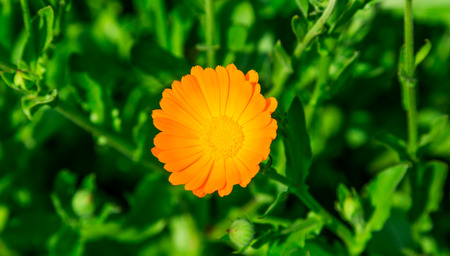 Calendula flower close up on blurred background. The orange flower. A medicinal herb.の写真素材
