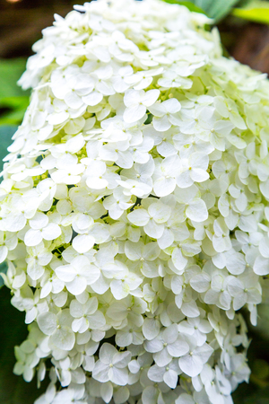 Blooming white hydrangea. Decorative plant in the gardenの写真素材