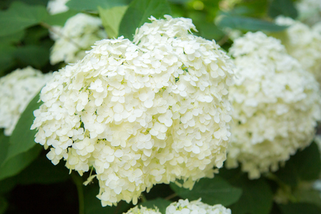 Blooming white hydrangea. Decorative plant in the gardenの写真素材
