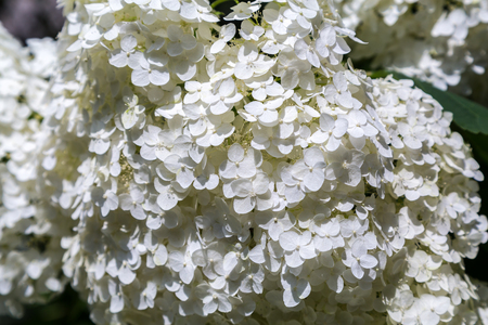 Blooming white hydrangea. Decorative plant in the gardenの写真素材
