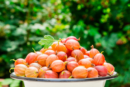 Berries of a red gooseberry on a blurred green backgroundの写真素材