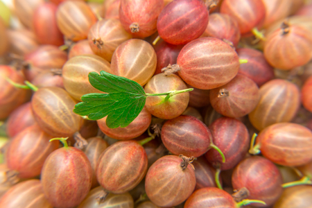 Lots of red berries gooseberry. Healthy eating. Vitamin products.の写真素材