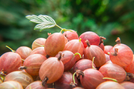 Berries of a red gooseberry on a blurred green backgroundの写真素材