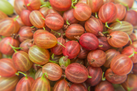 Lots of red berries gooseberry. Healthy eating. Vitamin products.の写真素材