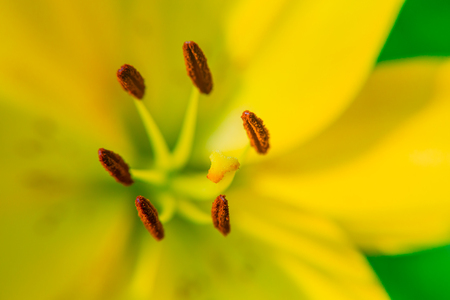 Yellow Lily flower closeup. Pistil, stamen and pollen. Macro.の写真素材