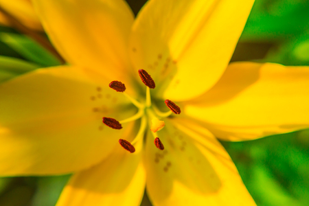 Yellow Lily flower closeup. Pistil, stamen and pollen. Macro.の写真素材
