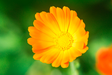 Calendula flower close up on blurred background. The orange flower. A medicinal herb.の写真素材
