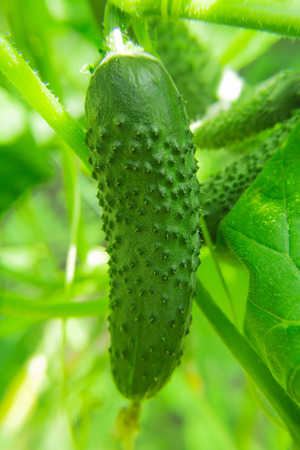 Growing cucumbers in the farm economy. Green vegetable plant in the greenhouse or in the garden.の写真素材
