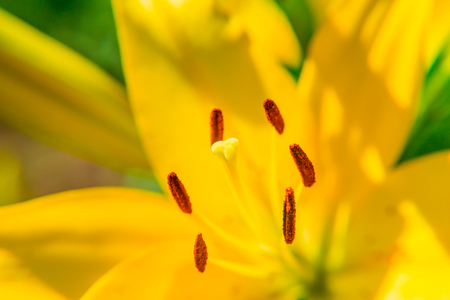 Yellow Lily flower closeup. Pistil, stamen and pollen. Macro.の写真素材