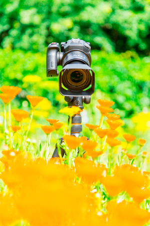 Macro photography in nature. The flowers and plants. Green blurred background.の写真素材