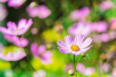 Pink cosmos flower close up on blurred background. Decorative garden plant.の写真素材