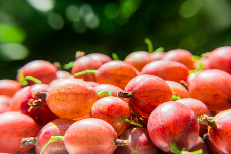 Berries of a red gooseberry on a blurred green backgroundの写真素材