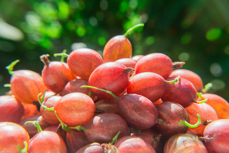 Berries of a red gooseberry on a blurred green backgroundの写真素材