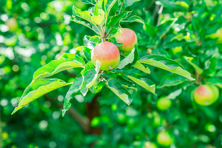 Fruit apples on a tree branch. Summer dayの写真素材