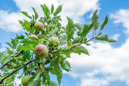 Branch with fruits of apple trees on background of blue sky and cloudsの写真素材