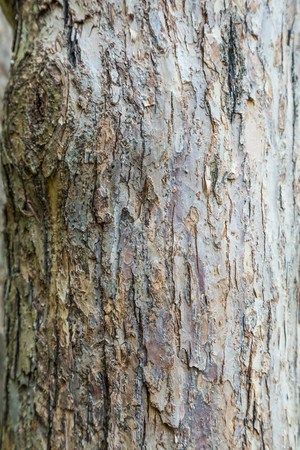 The trunk and bark of an apple tree. Textured backgroundの写真素材