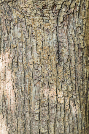 The trunk of an adult tree pear. Textured backgroundの写真素材