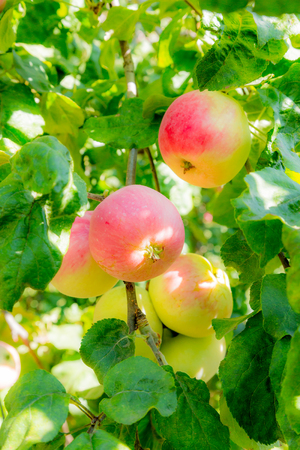 Ripe apples on tree branches. Red fruit and green leaves. Orchard.の写真素材