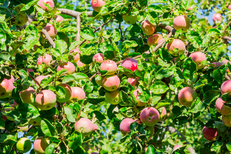 Ripe apples on tree branches. Red fruit and green leaves. Orchard.の写真素材