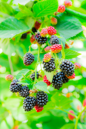 Ripe and unripe blackberries on the bushesの写真素材
