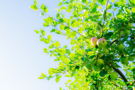 Ripe apples on tree branches on blue sky background. Red fruit and green leaves. Orchard.の写真素材