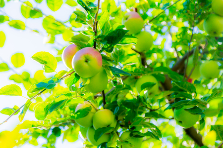 Ripe apples on tree branches on blue sky background. Red fruit and green leaves. Orchard.の写真素材