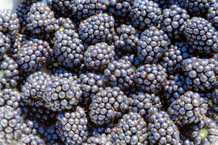 A lot of blackberries in the dish.の写真素材