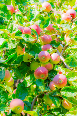Ripe apples on tree branches. Red fruit and green leaves. Orchard.の写真素材