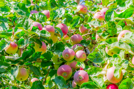 Ripe apples on tree branches. Red fruit and green leaves. Orchard.の写真素材