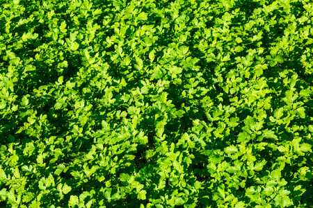 The young shoots of mustard. Green leaves of herbaceous plants. Textured background. Garden, vegetable gardenの写真素材