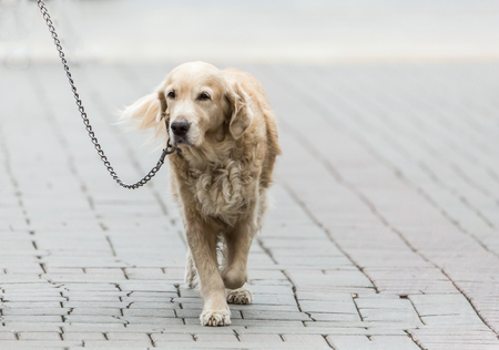 Labrador dog on a leash on a city street.の写真素材