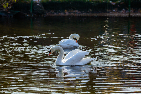 Two white swans on the lake or in the pond.の写真素材