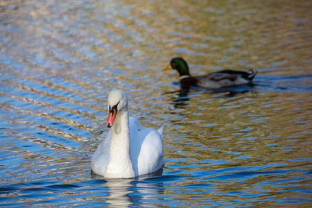 White Swan on the lake or in the pond. Blurred background. The duck in the background.の写真素材