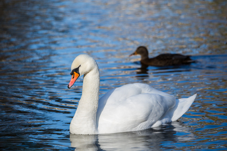 White Swan on the lake or in the pond. Blurred background. The duck in the background.の写真素材