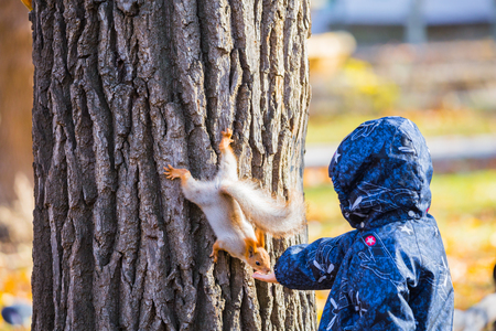 Child feeding a squirrel with her hands in a city Park. Autumn day. The trunk of an oak tree.の写真素材