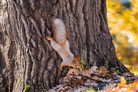 Red squirrel on the trunk of an oak tree near the ground. Autumn day.の写真素材