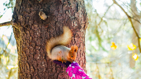 Red squirrel sitting on the palm of the girl. Autumn day in the city Park.の写真素材