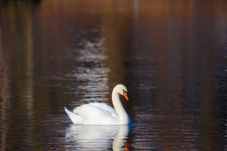 White Swan on the lake or in the pond. Blurred background.の写真素材
